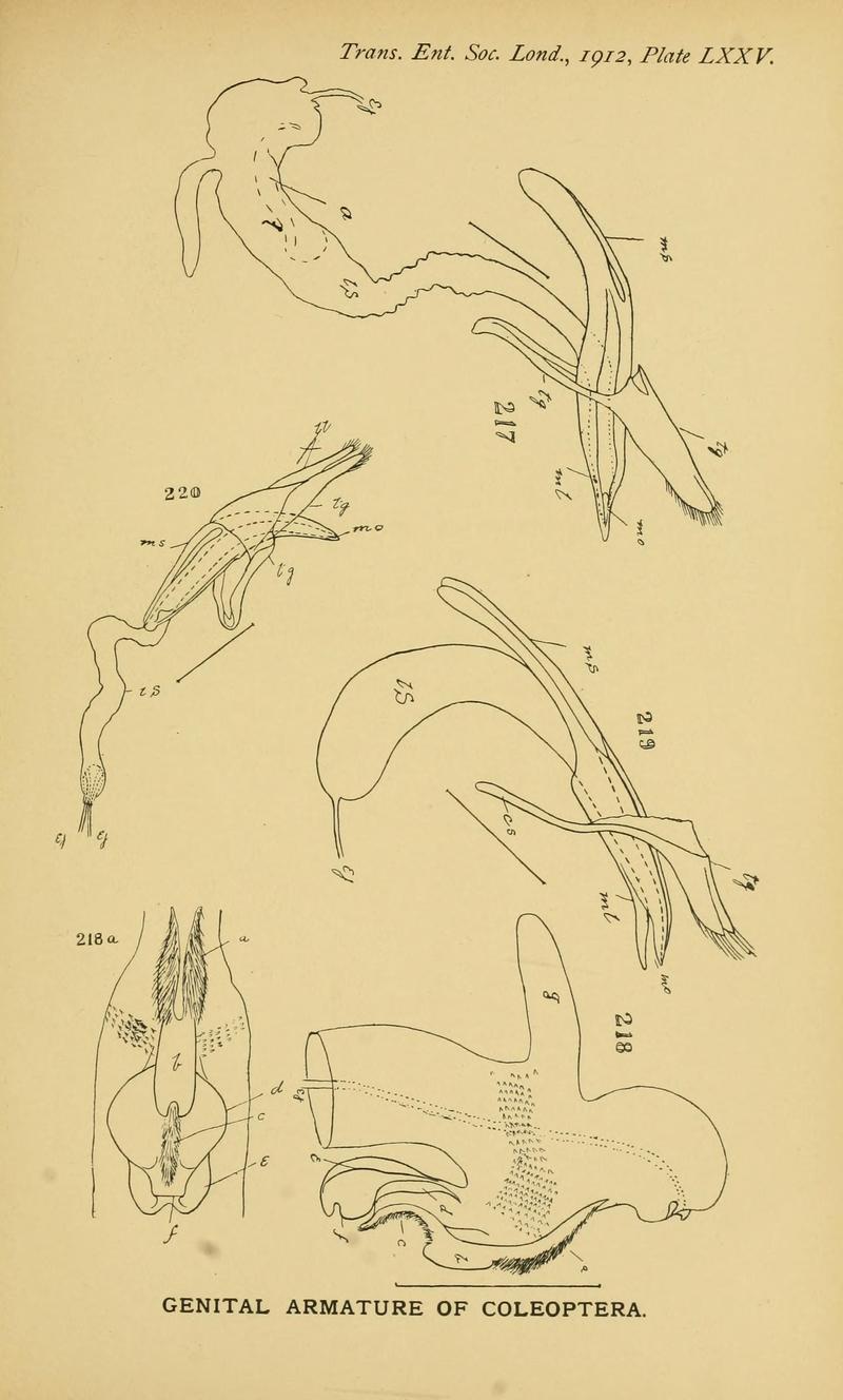 The comparative anatomy of the male genital tube in Coleoptera BHL11922405