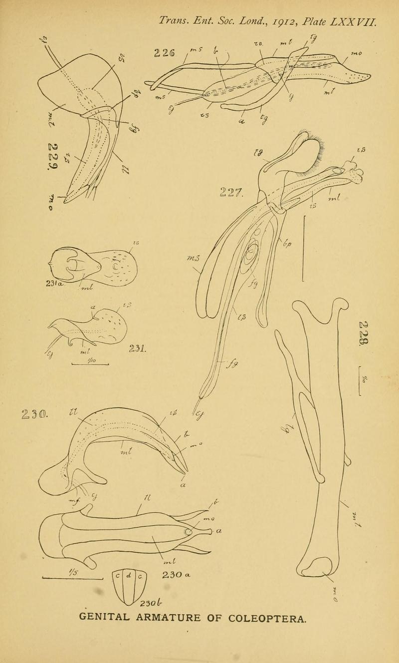The comparative anatomy of the male genital tube in Coleoptera BHL11922411