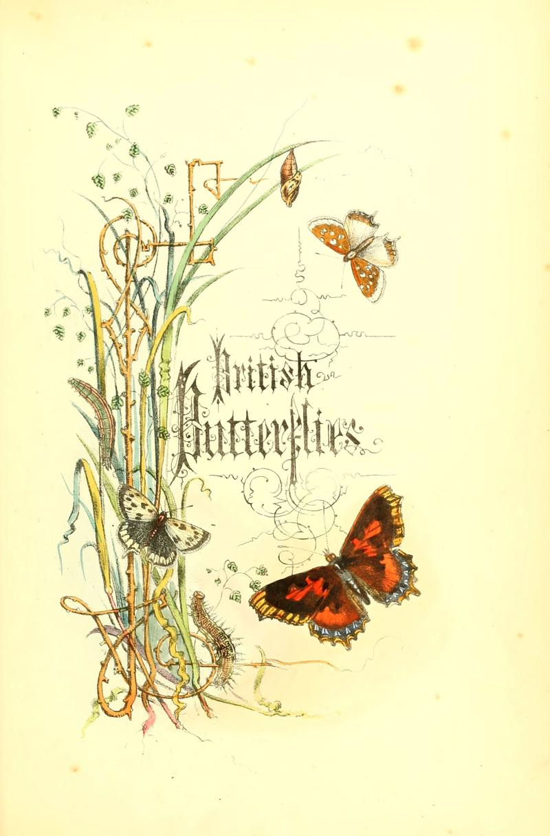 The genera and species of British butterflies (6069020345)