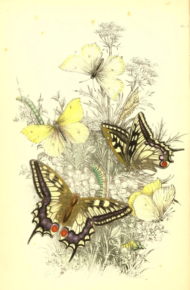 The genera and species of British butterflies (6069020903)