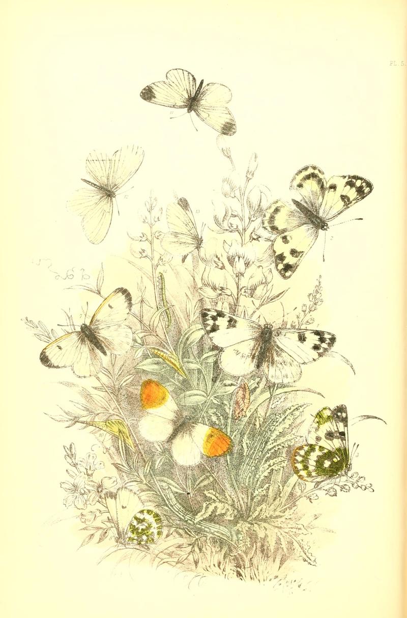 The genera and species of British butterflies (6069022007)