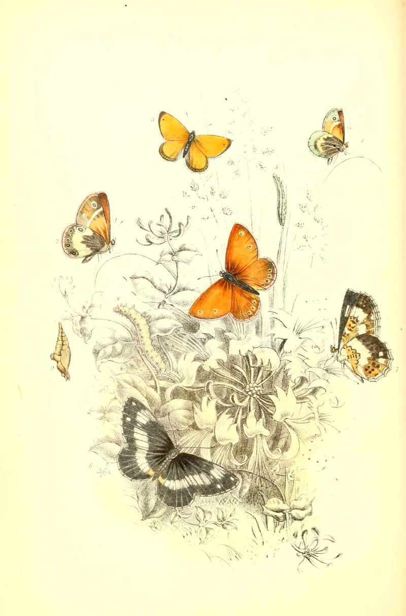 The genera and species of British butterflies (6069023533)