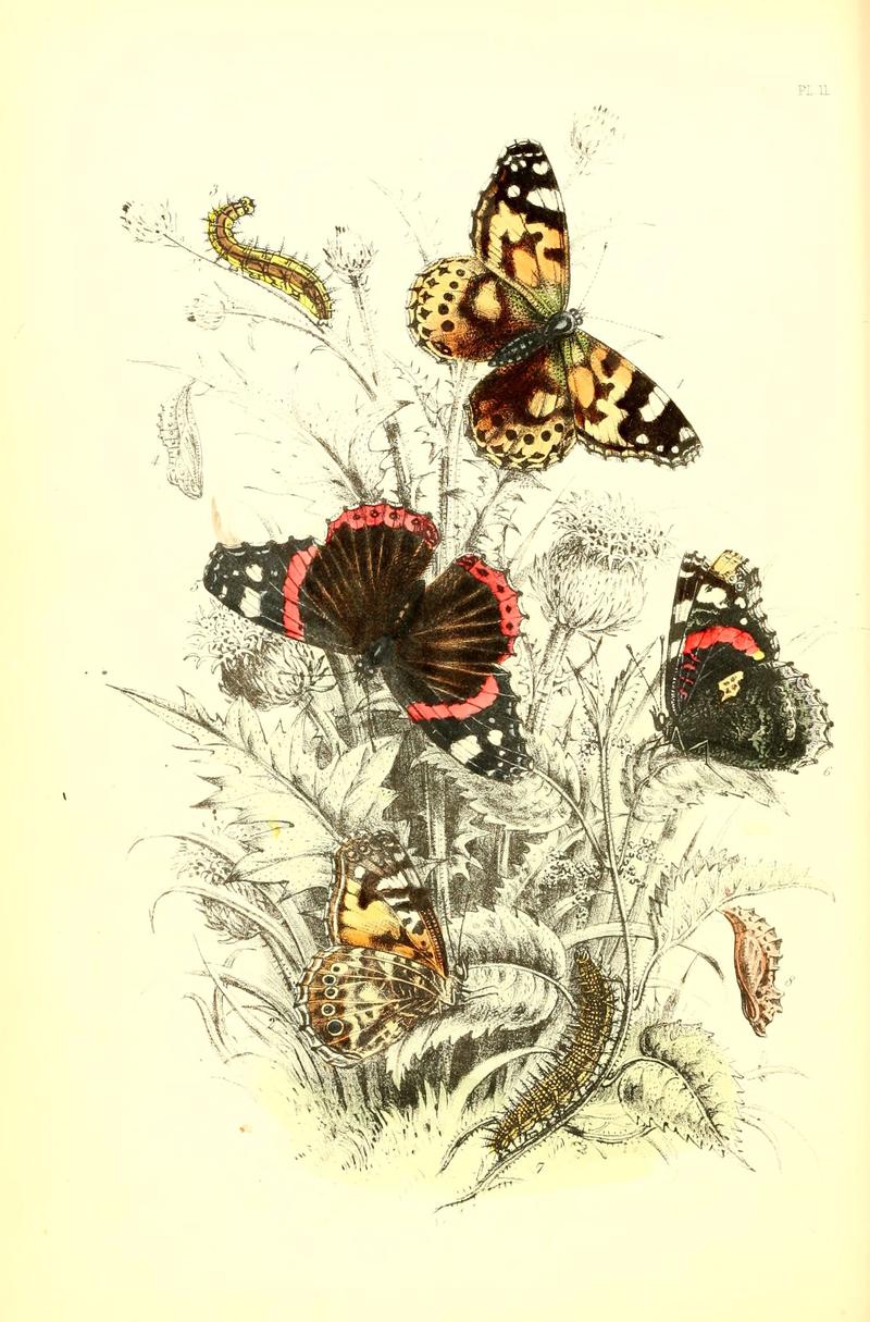 The genera and species of British butterflies (6069024093)