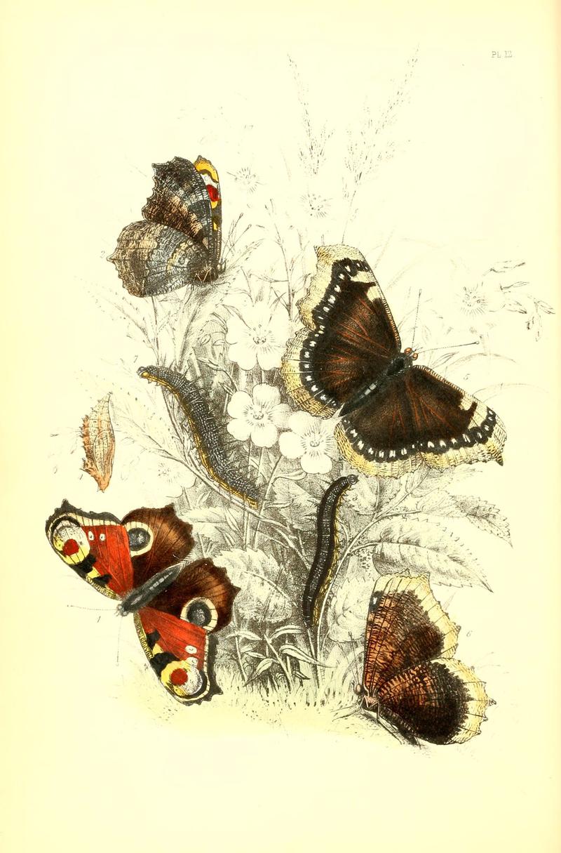 The genera and species of British butterflies (6069024453)