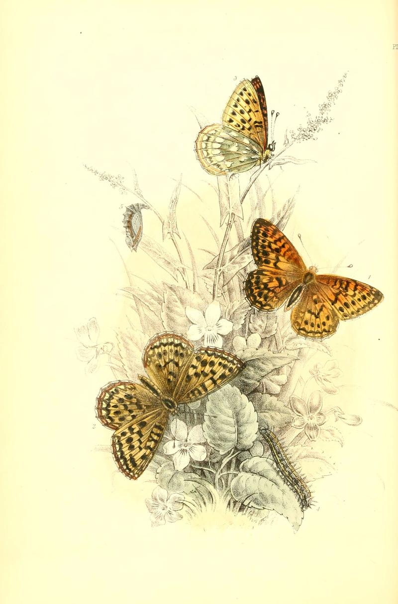 The genera and species of British butterflies (6069025275)