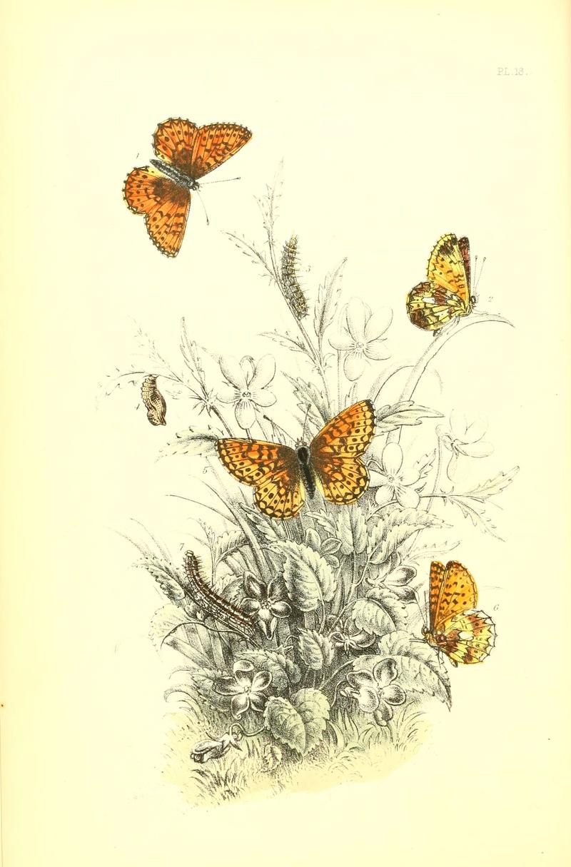 The genera and species of British butterflies (6069026357)