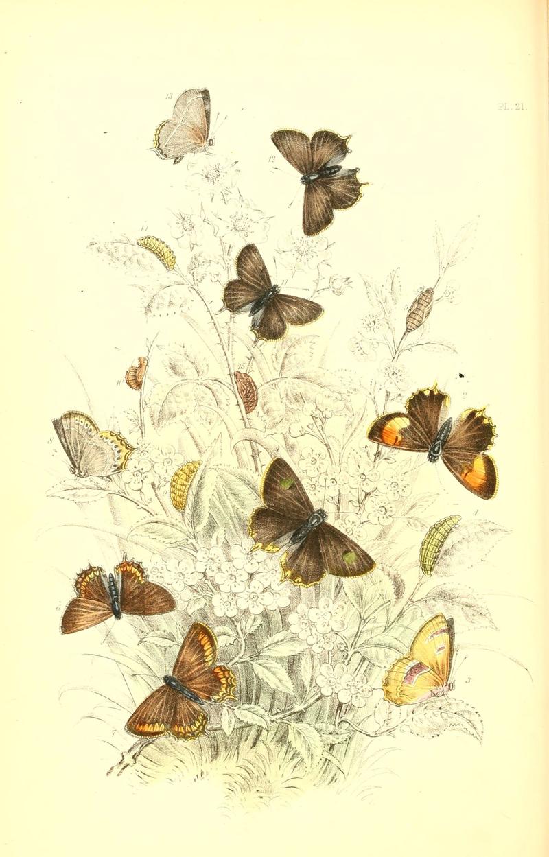 The genera and species of British butterflies (6069027545)