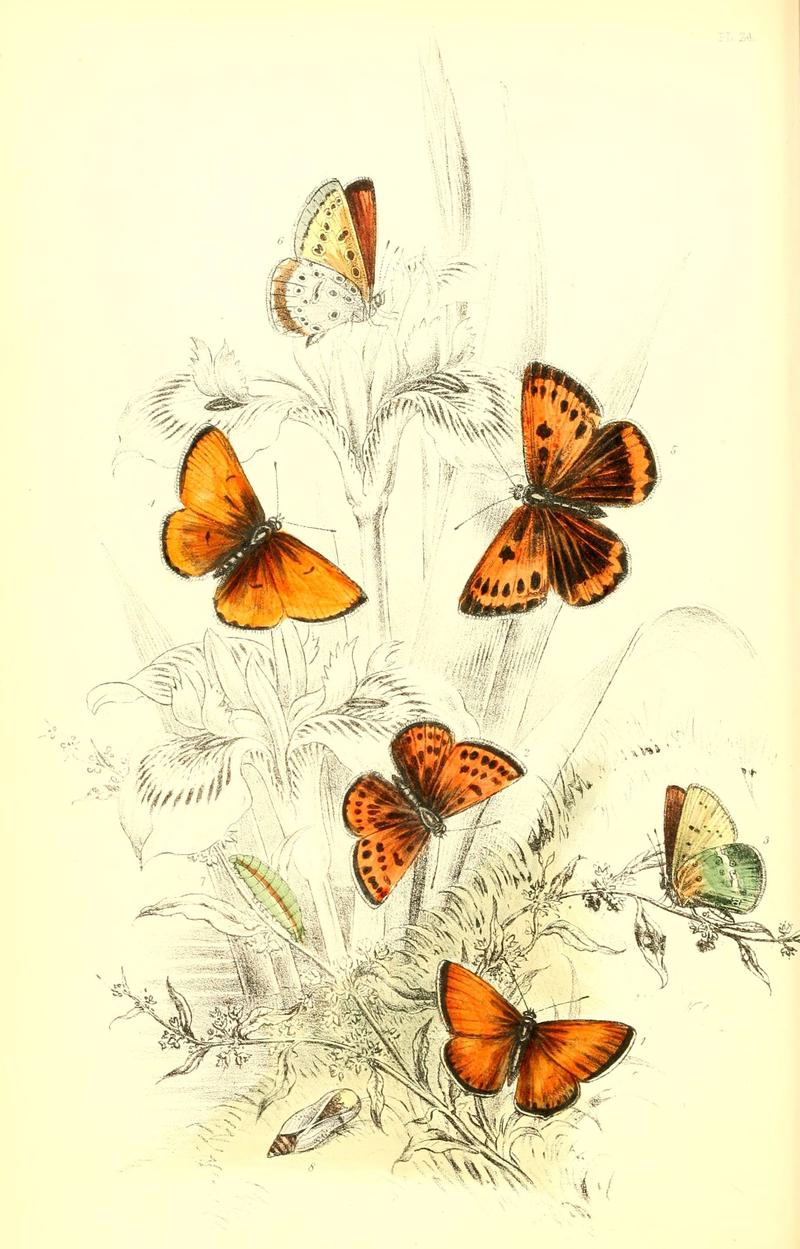 The genera and species of British butterflies (6069028493)