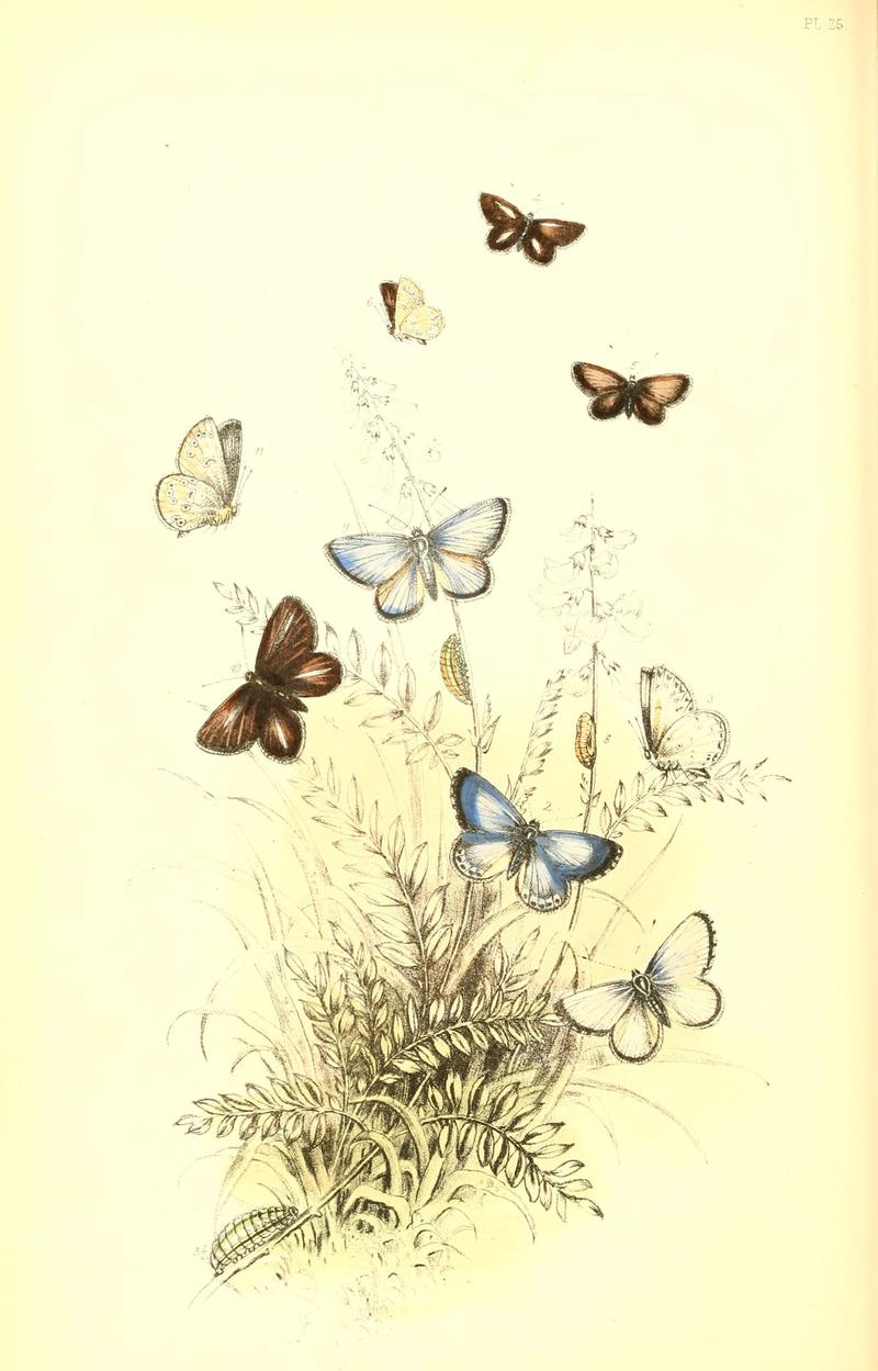 The genera and species of British butterflies (6069028845)