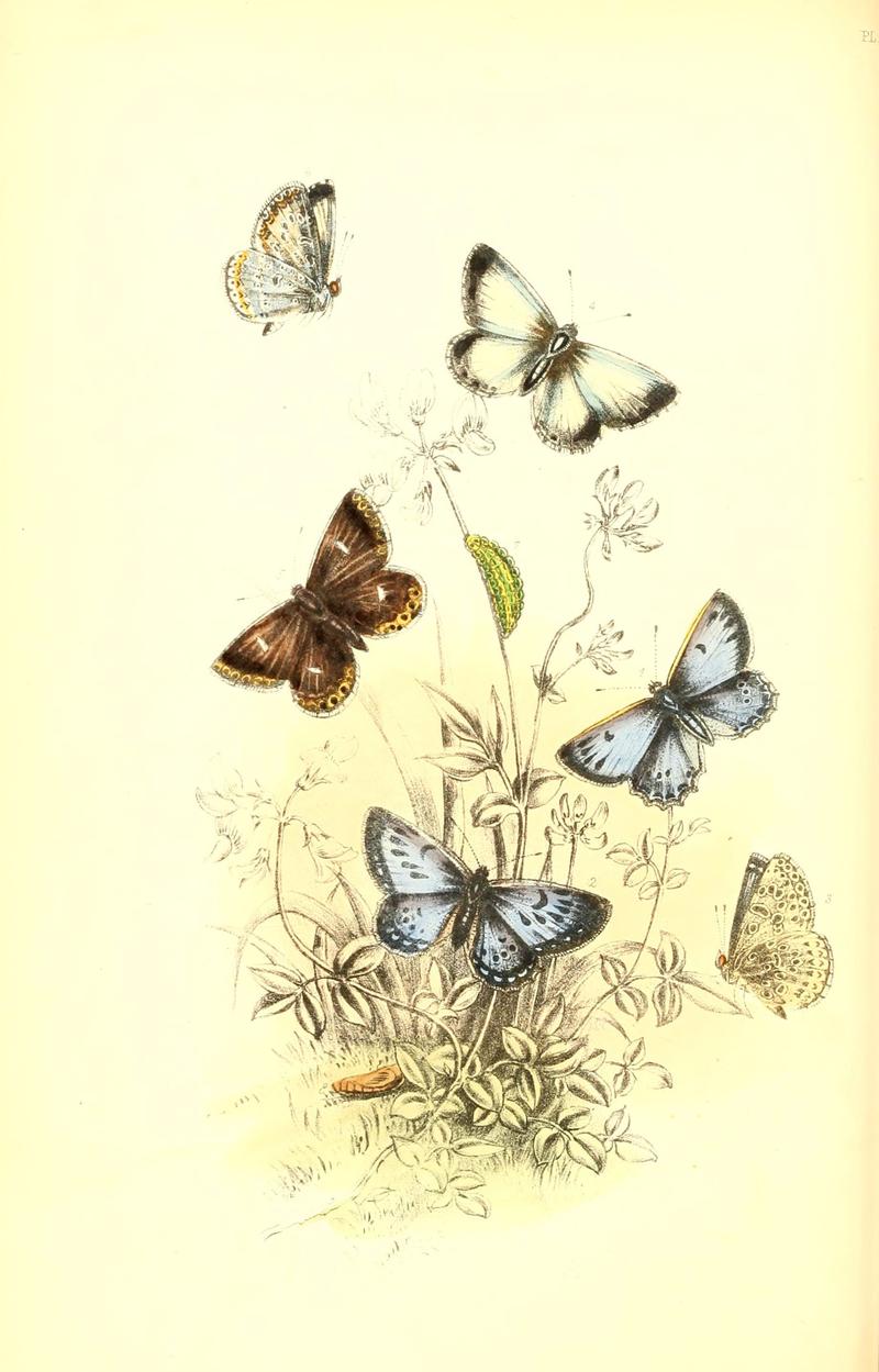 The genera and species of British butterflies (6069029211)