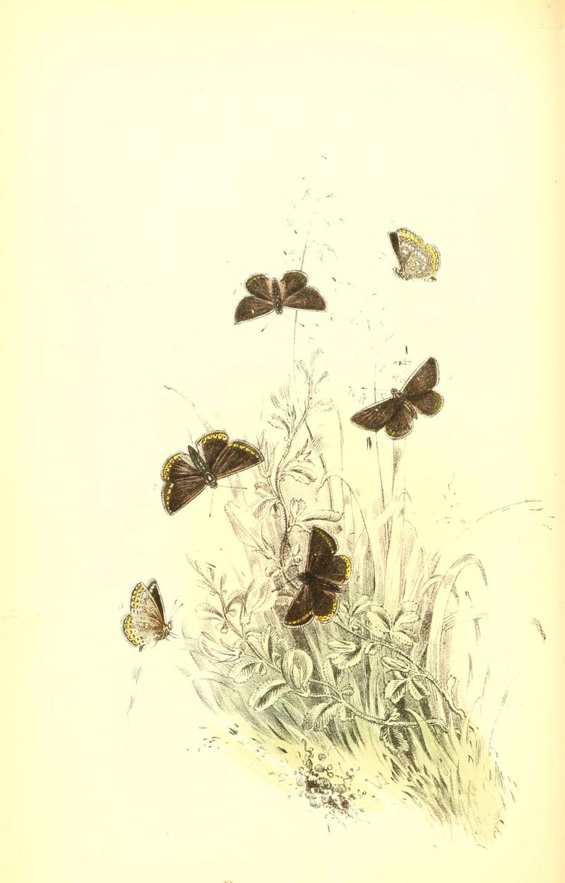 The genera and species of British butterflies (6069030143)