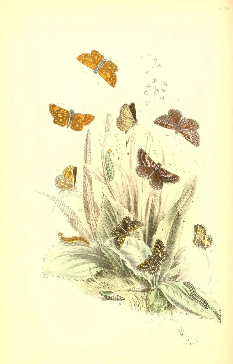 The genera and species of British butterflies (6069030419)