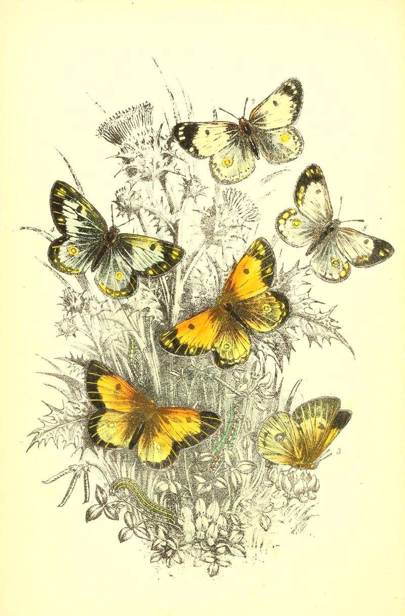 The genera and species of British butterflies (6069568684)