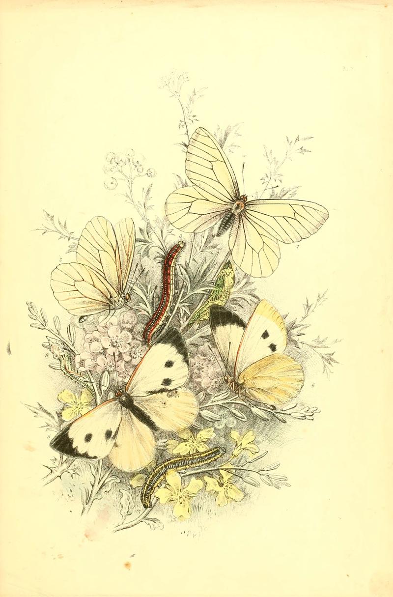 The genera and species of British butterflies (6069568924)