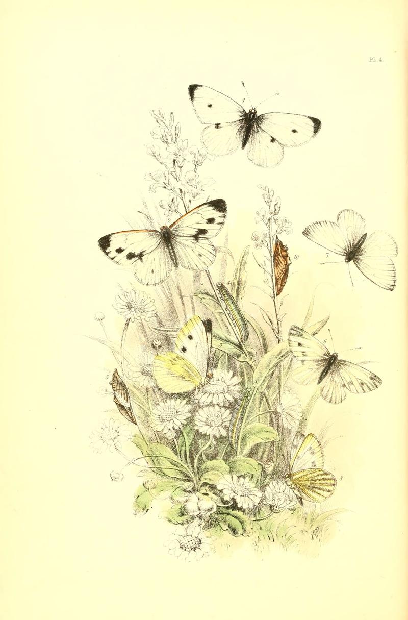 The genera and species of British butterflies (6069569270)