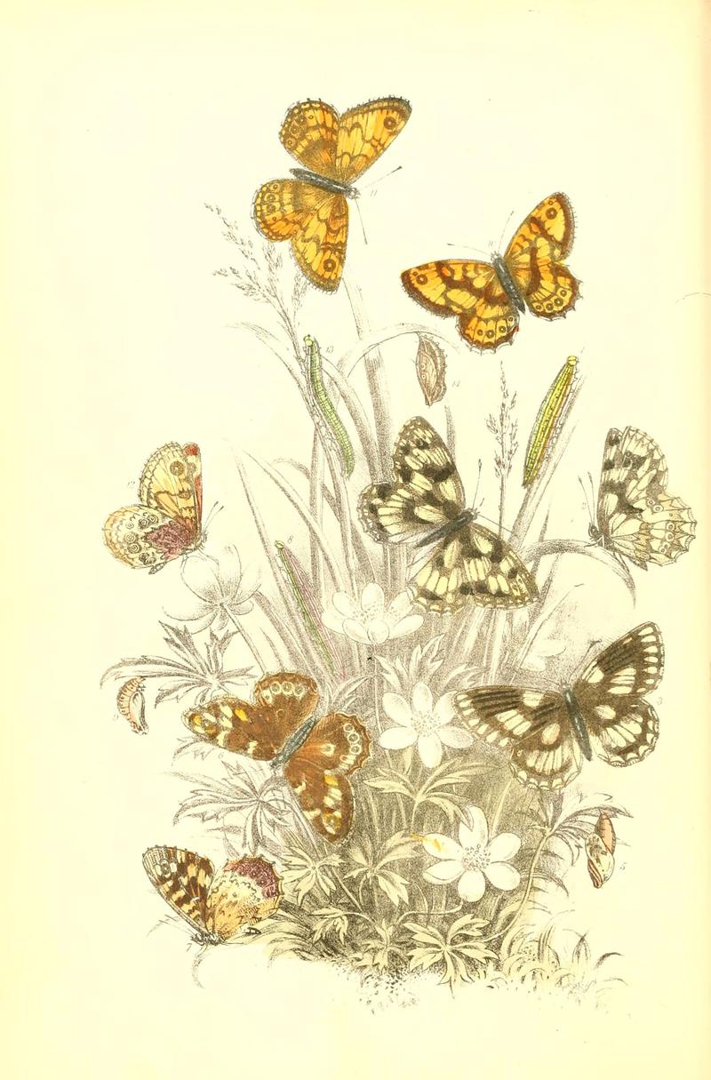 The genera and species of British butterflies (6069569876)