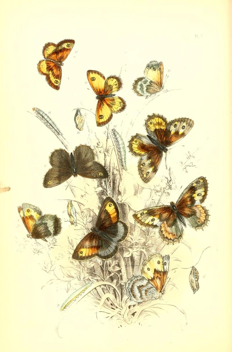 The genera and species of British butterflies (6069570290)