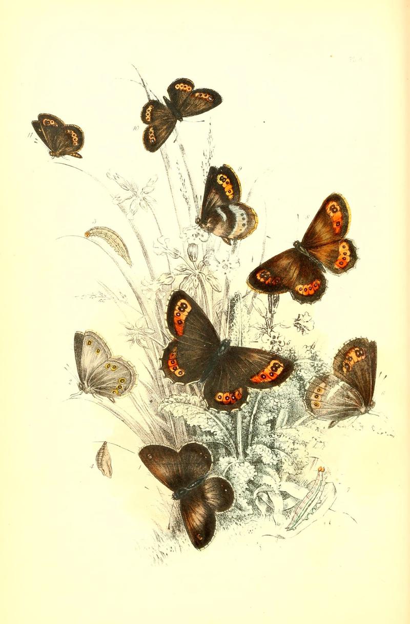 The genera and species of British butterflies (6069570526)