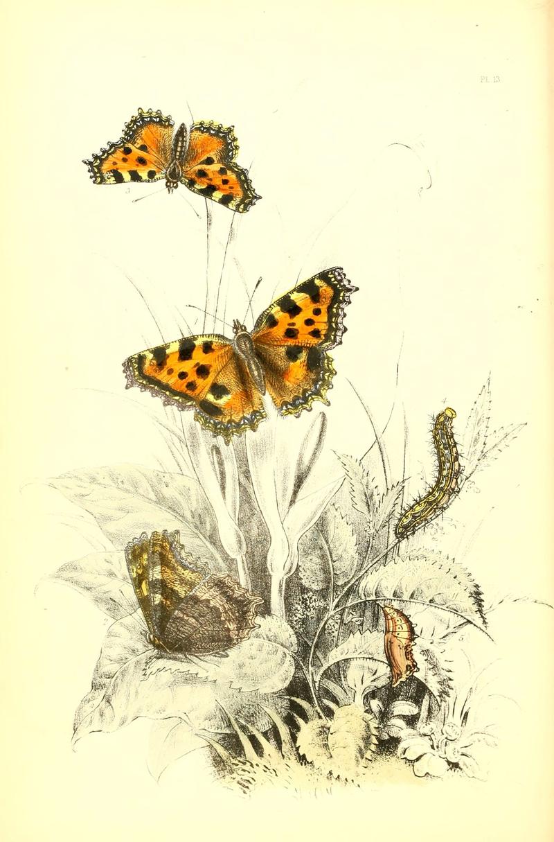 The genera and species of British butterflies (6069572108)