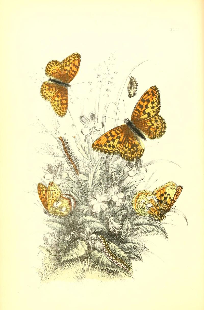 The genera and species of British butterflies (6069573506)