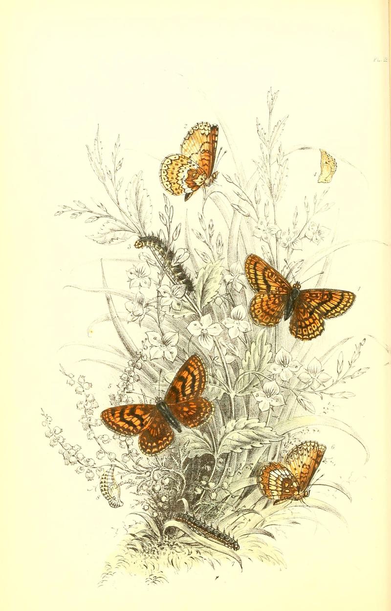 The genera and species of British butterflies (6069574082)