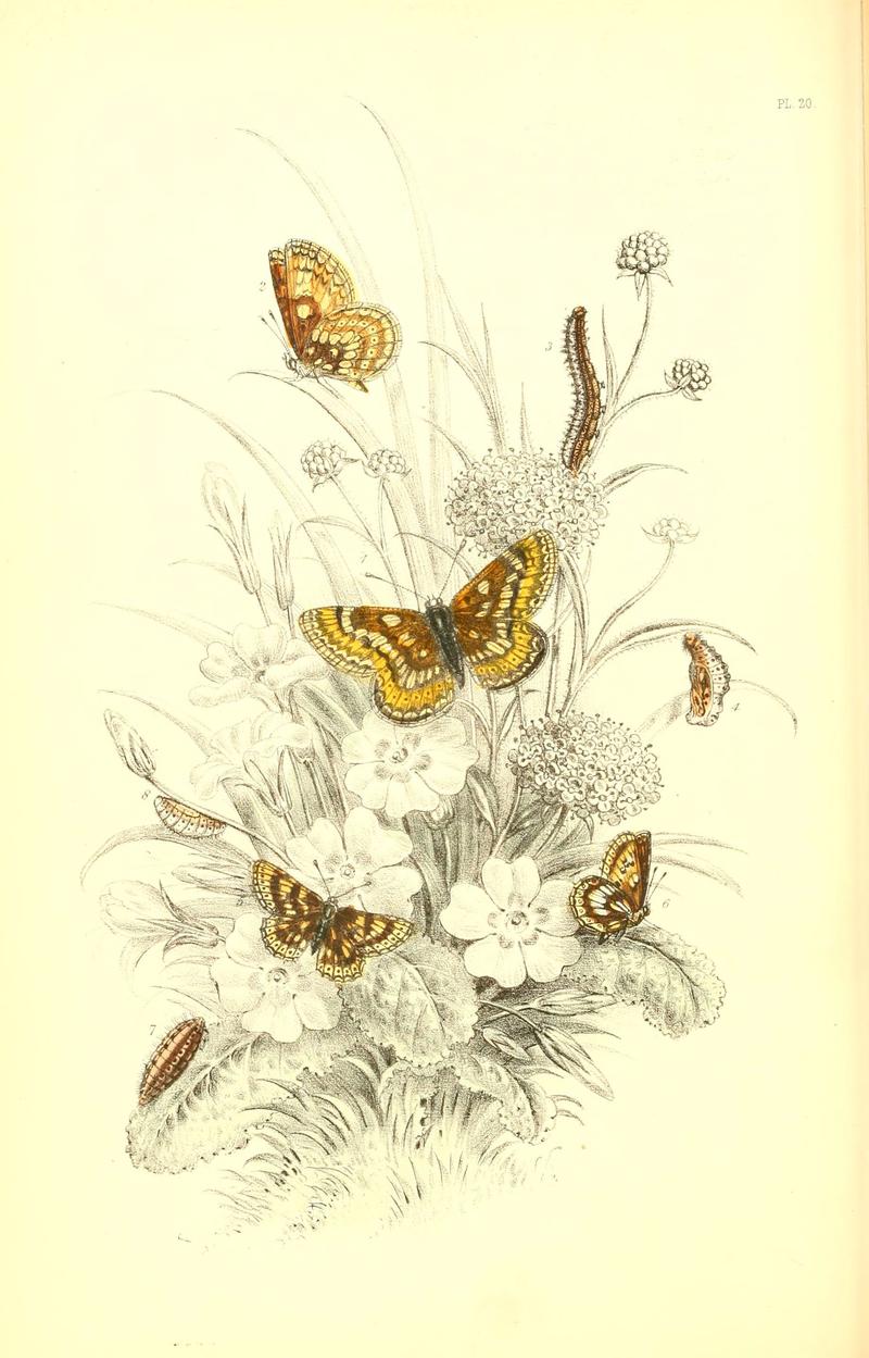 The genera and species of British butterflies (6069574570)