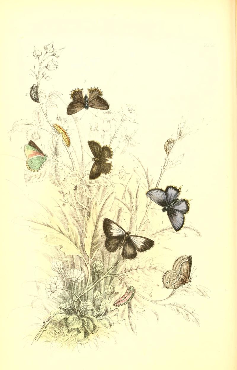 The genera and species of British butterflies (6069575258)