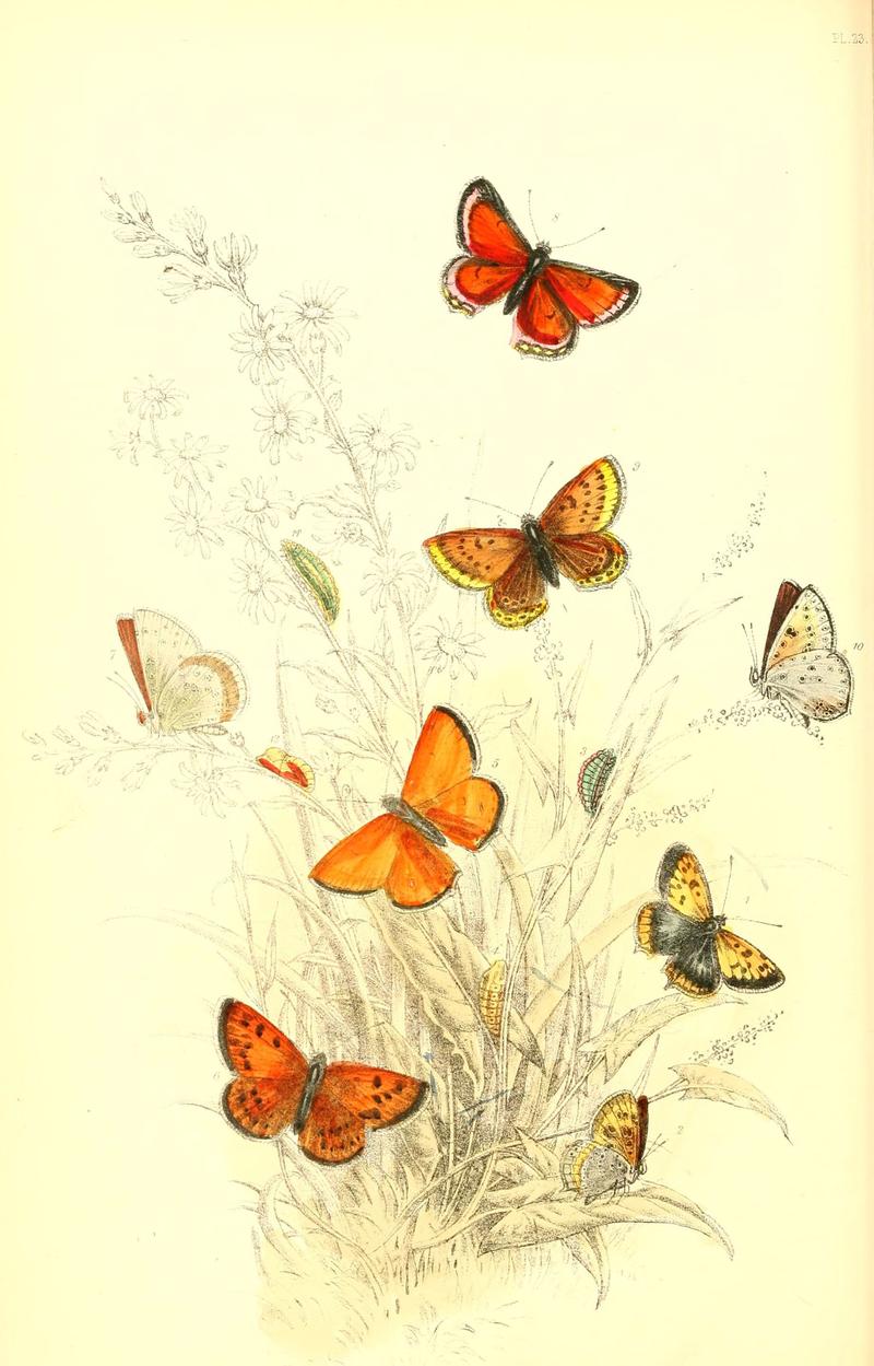 The genera and species of British butterflies (6069575606)