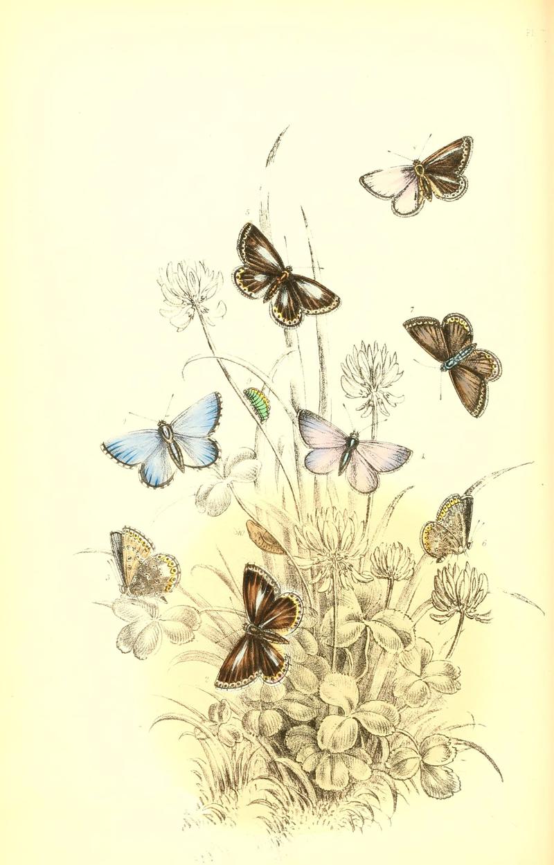 The genera and species of British butterflies (6069576958)