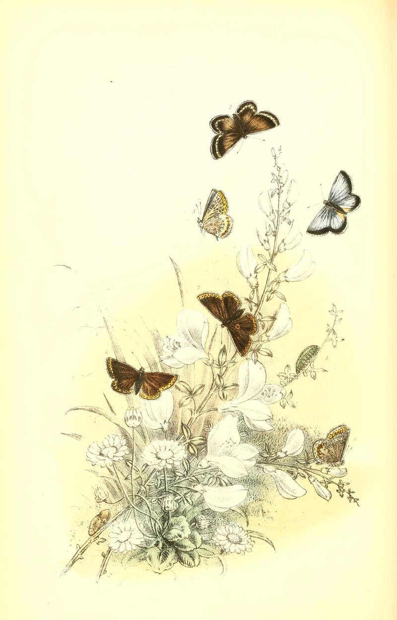 The genera and species of British butterflies (6069577290)