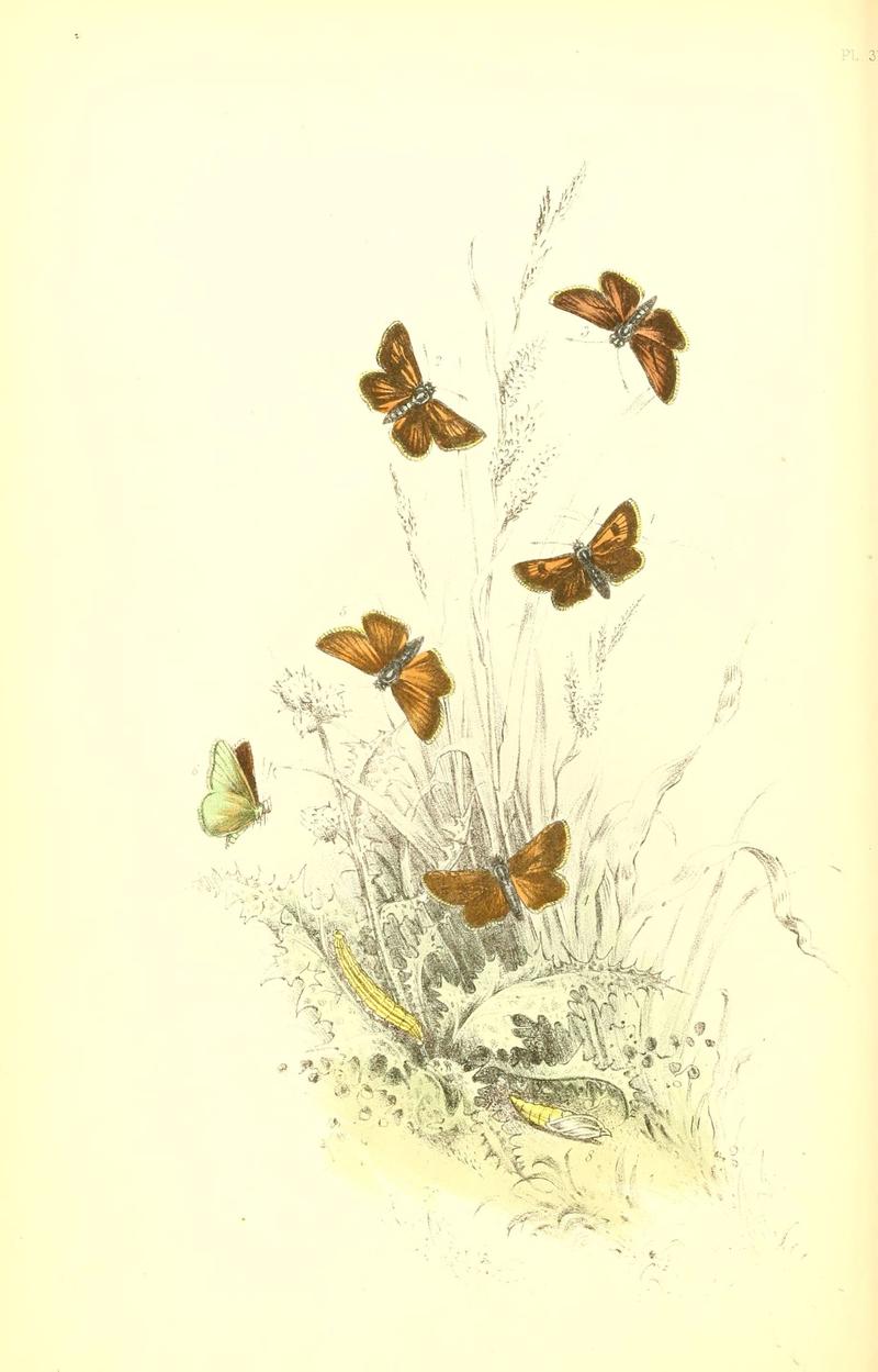 The genera and species of British butterflies (6069578106)