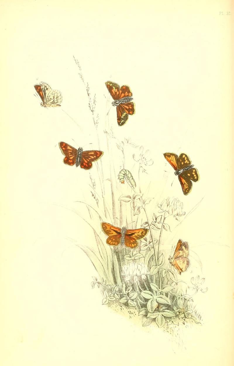 The genera and species of British butterflies (6069578456)