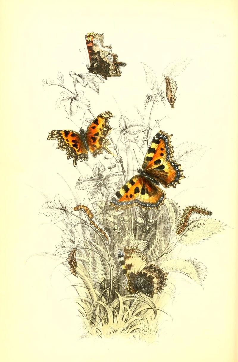 The genera and species of British butterflies (Page 28) (6069024935)