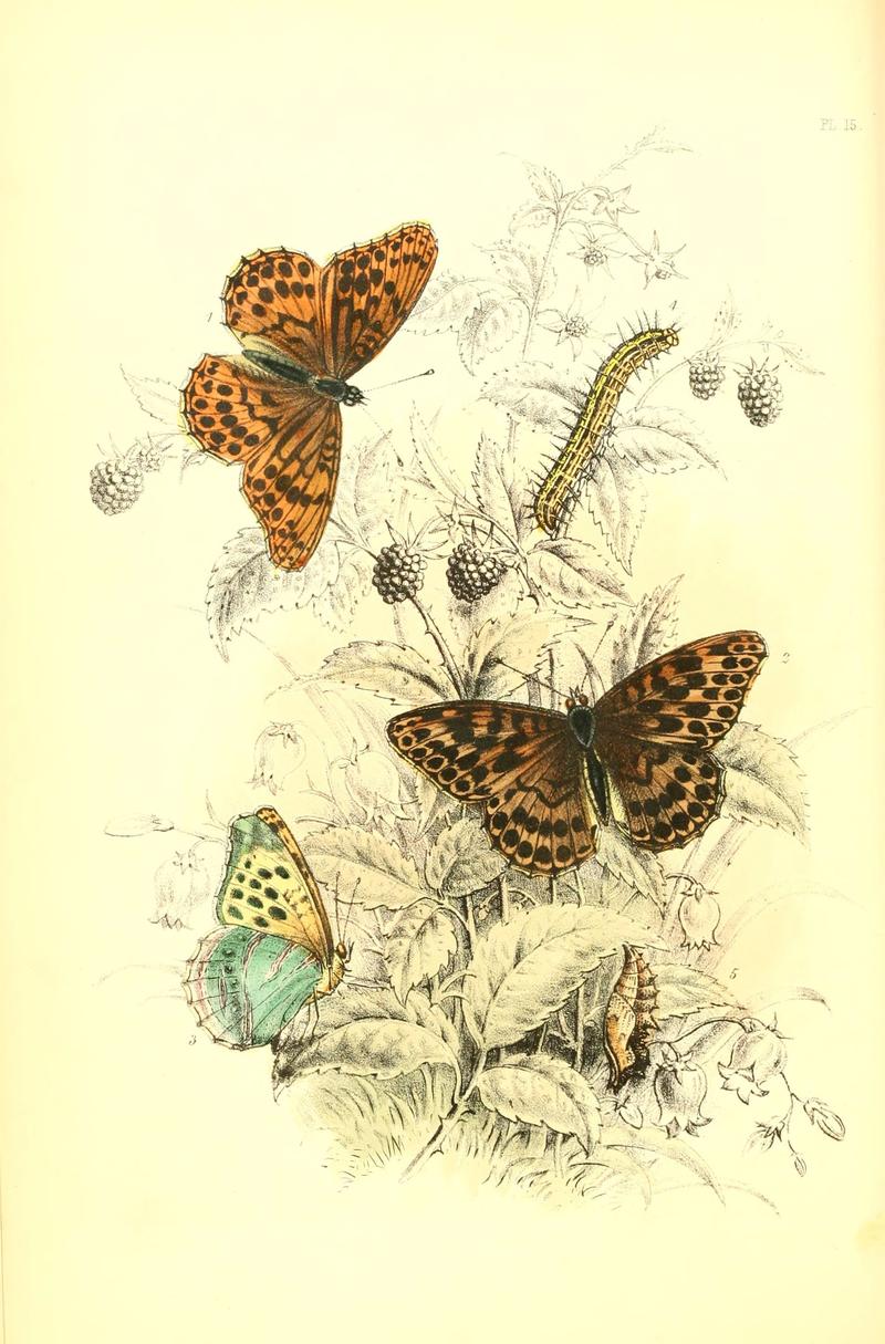 The genera and species of British butterflies (Page 30) (6069025539)