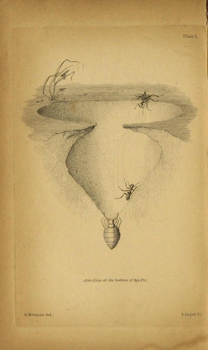 The grammar of entomology (9455871513)