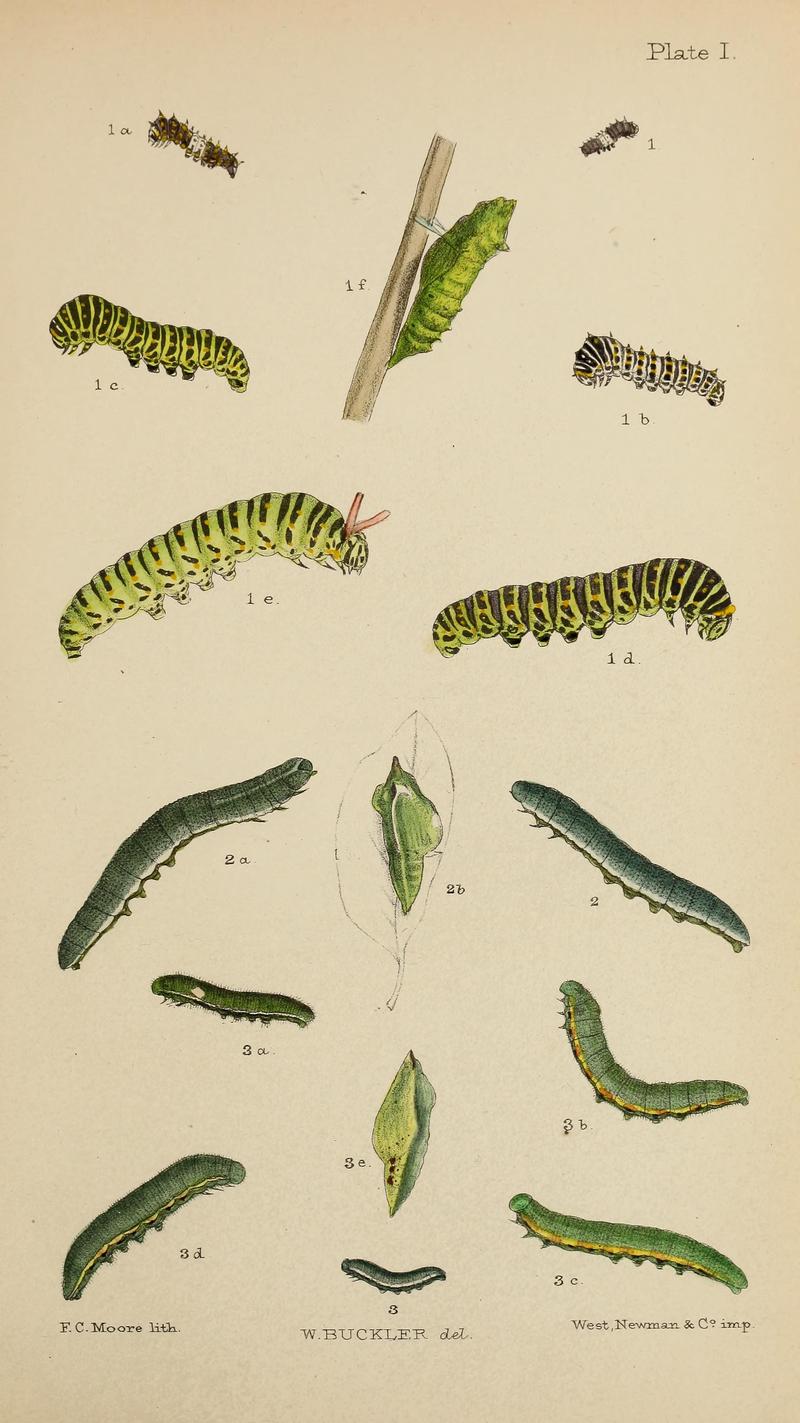 The larvæ of the British butterflies and moths BHL41107777