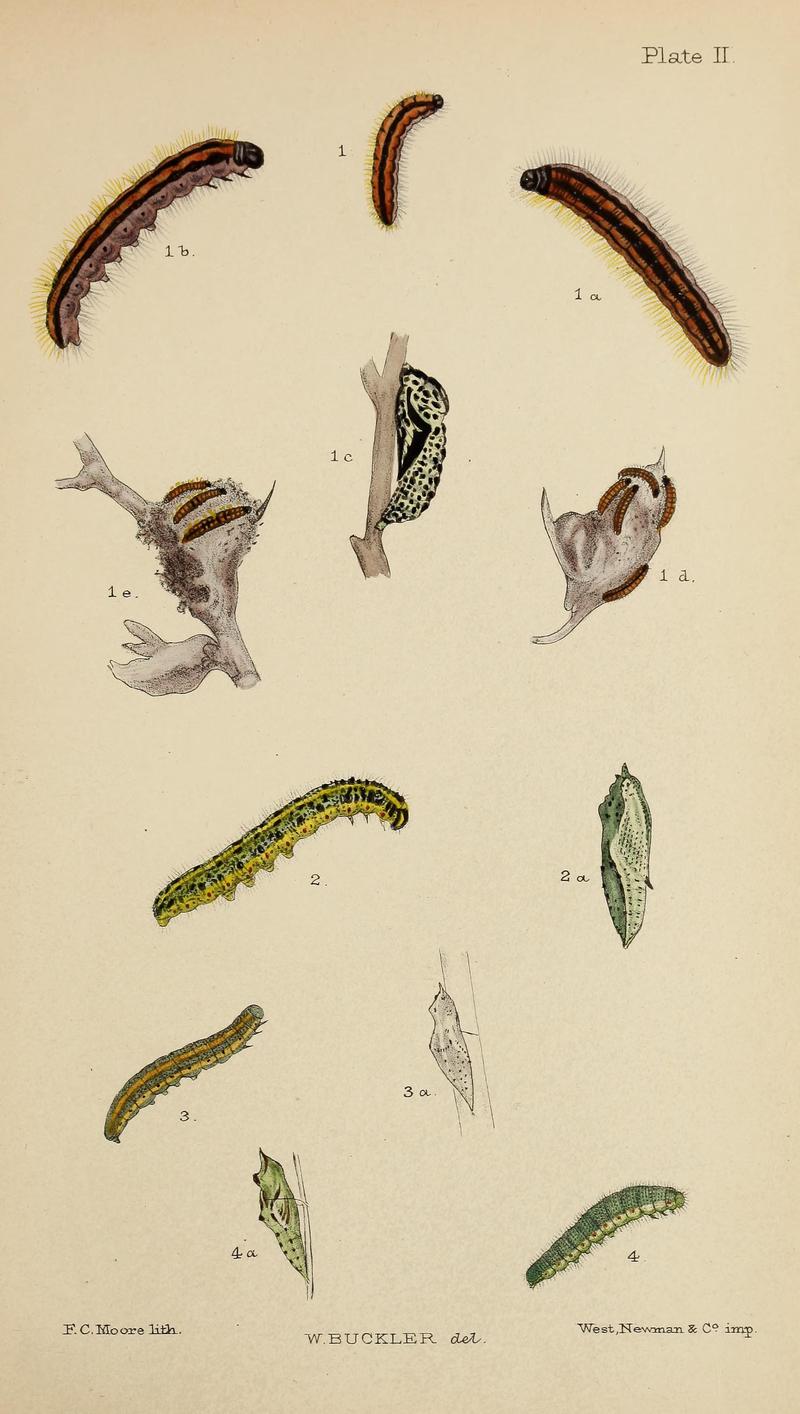 The larvæ of the British butterflies and moths BHL41107781