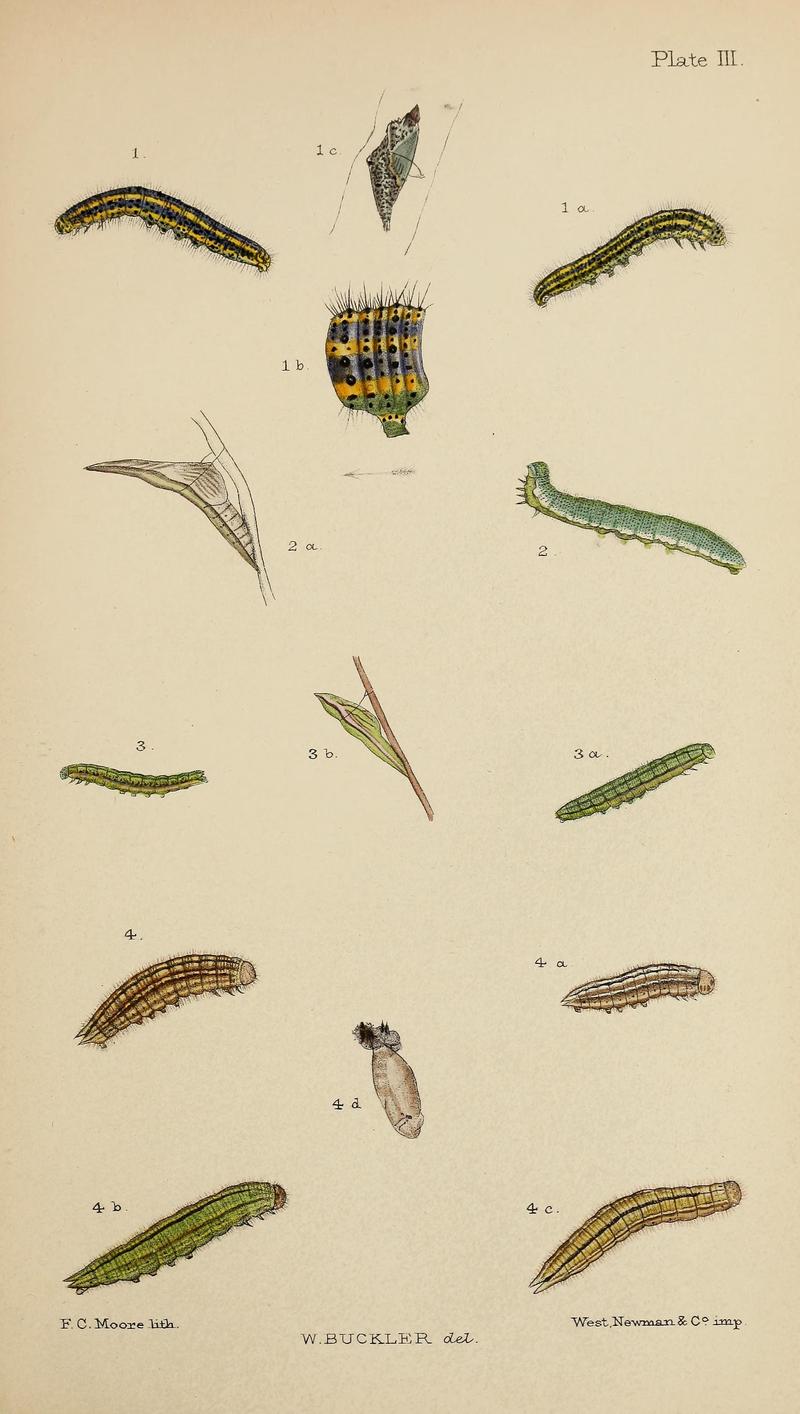 The larvæ of the British butterflies and moths BHL41107785