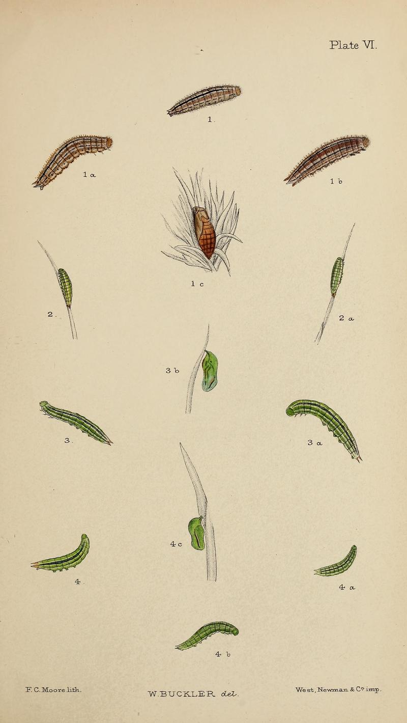 The larvæ of the British butterflies and moths BHL41107797