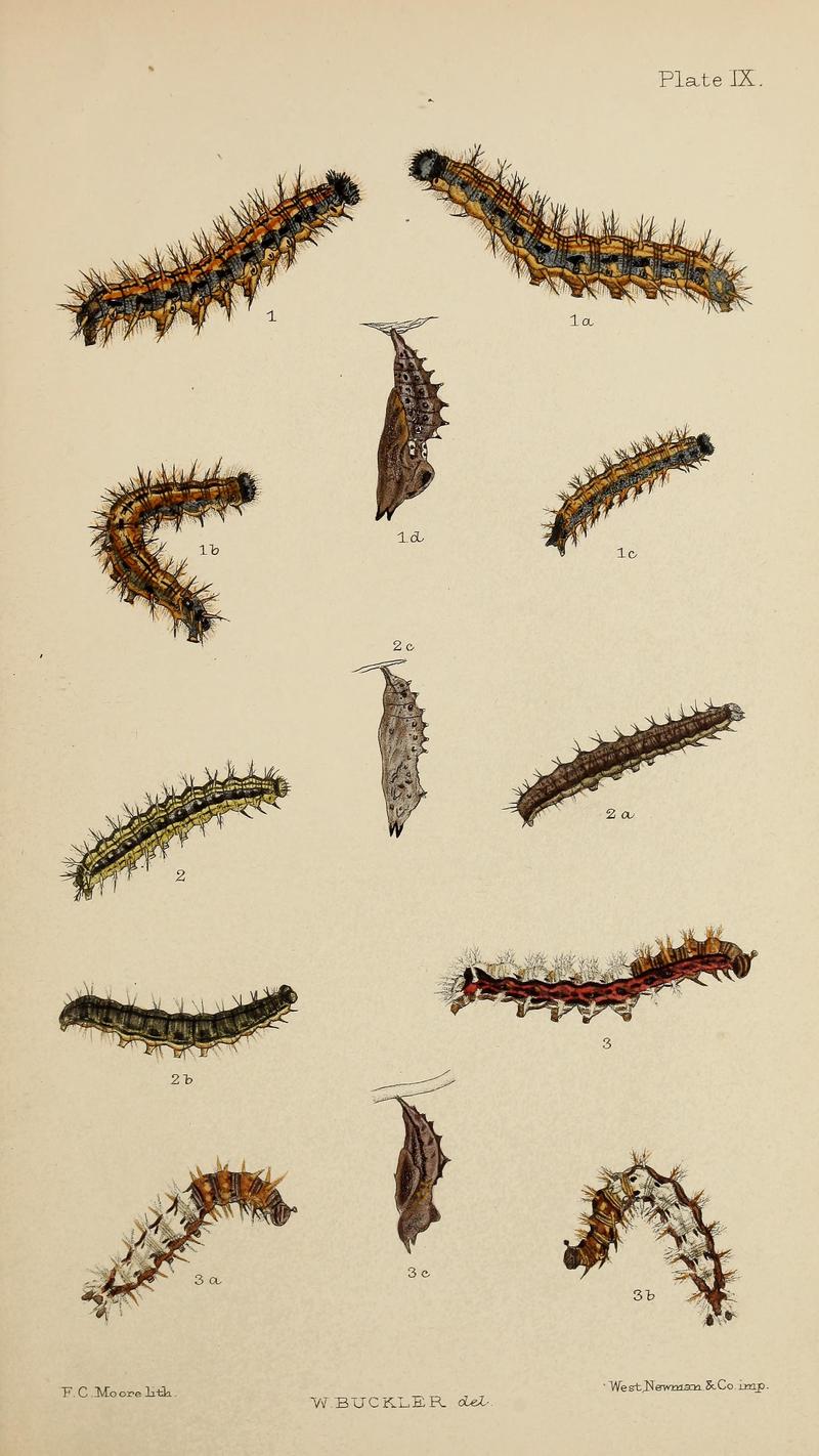 The larvæ of the British butterflies and moths BHL41107809