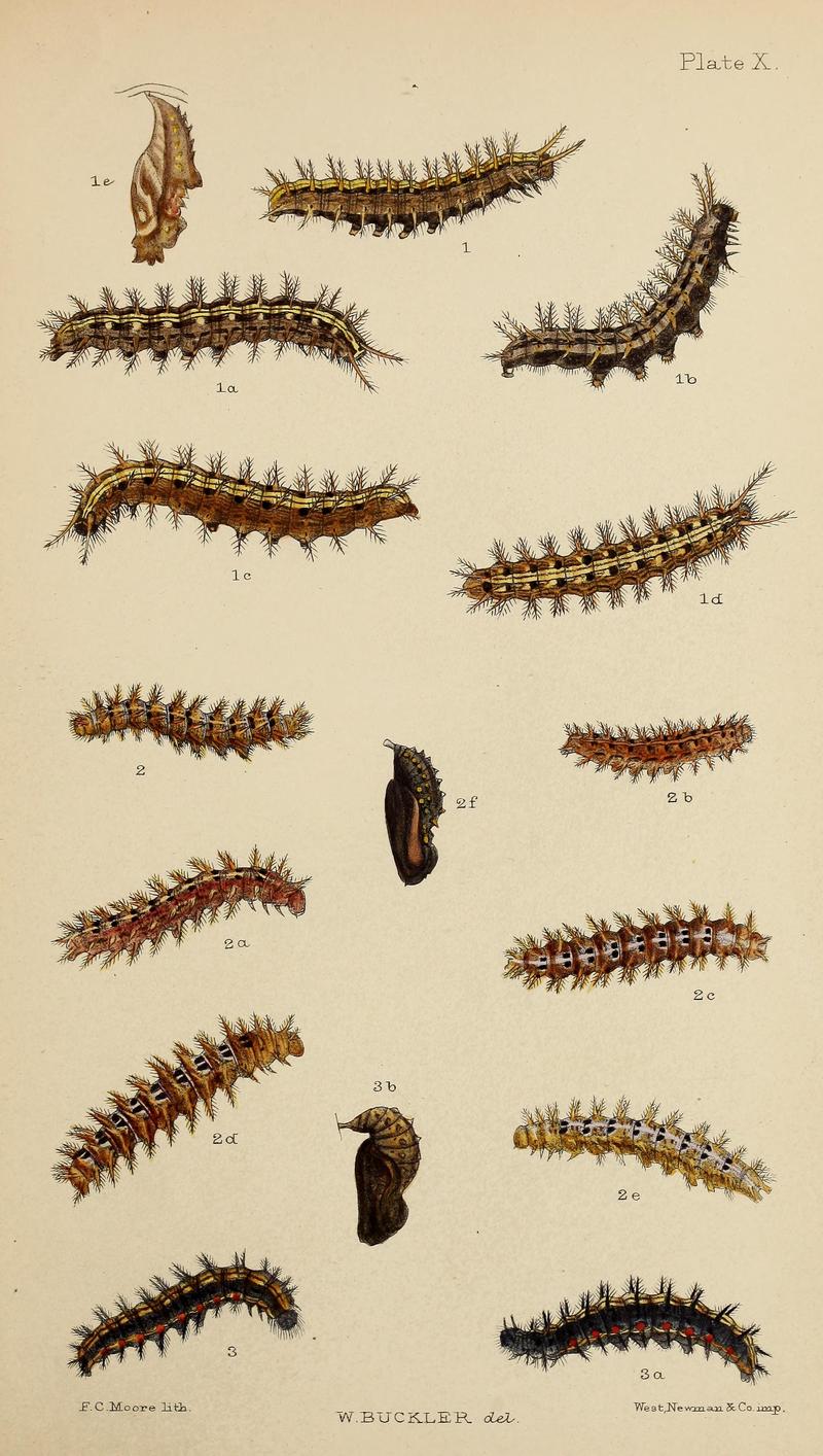 The larvæ of the British butterflies and moths BHL41107813