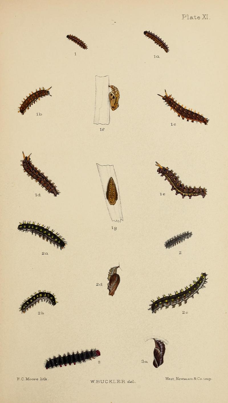 The larvæ of the British butterflies and moths BHL41107817