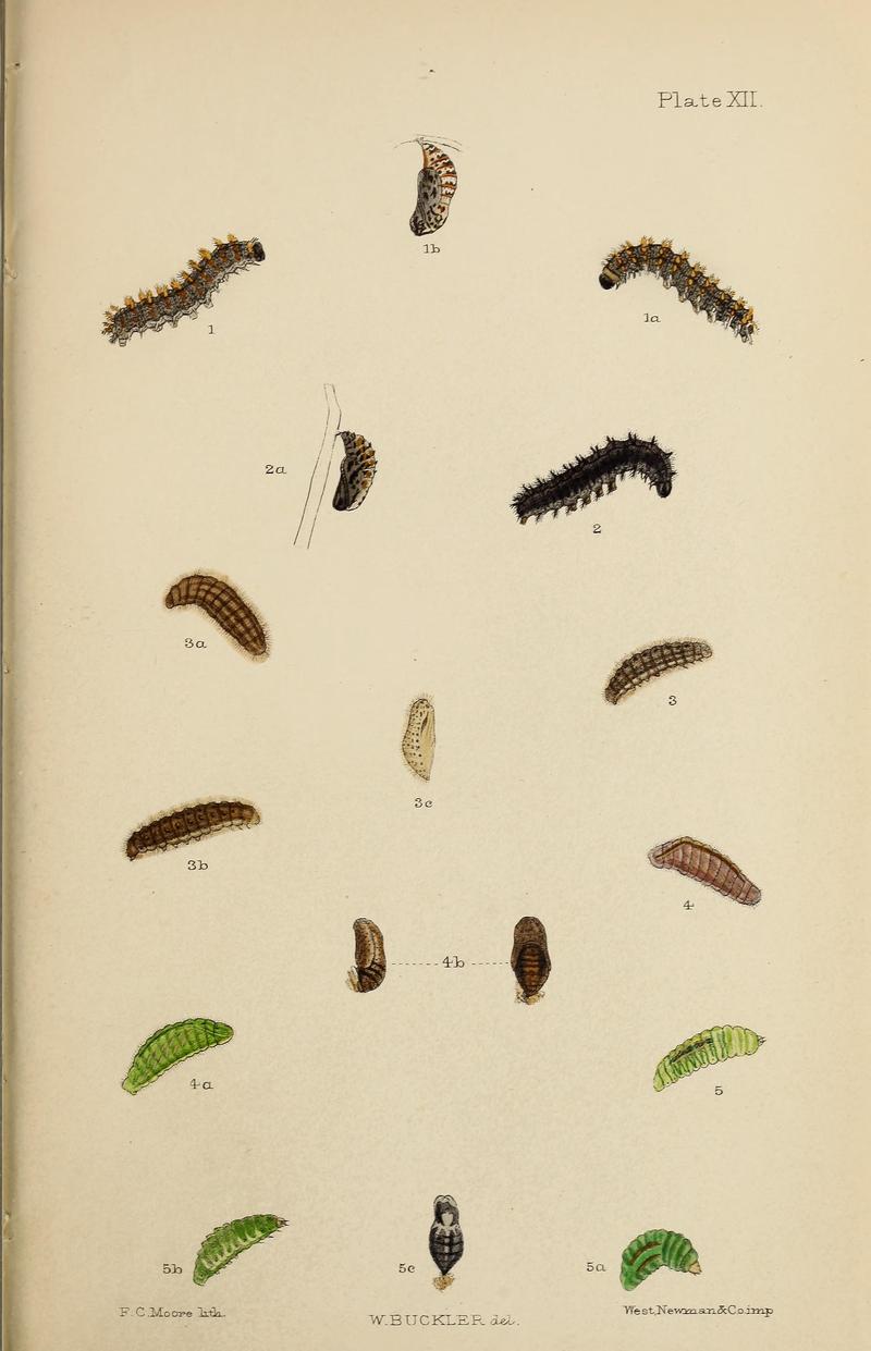 The larvæ of the British butterflies and moths BHL41107821