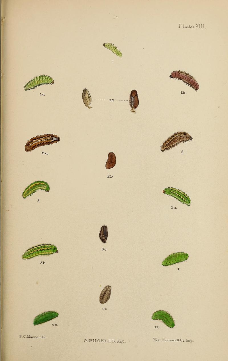 The larvæ of the British butterflies and moths BHL41107825