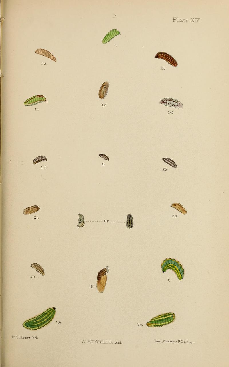 The larvæ of the British butterflies and moths BHL41107829