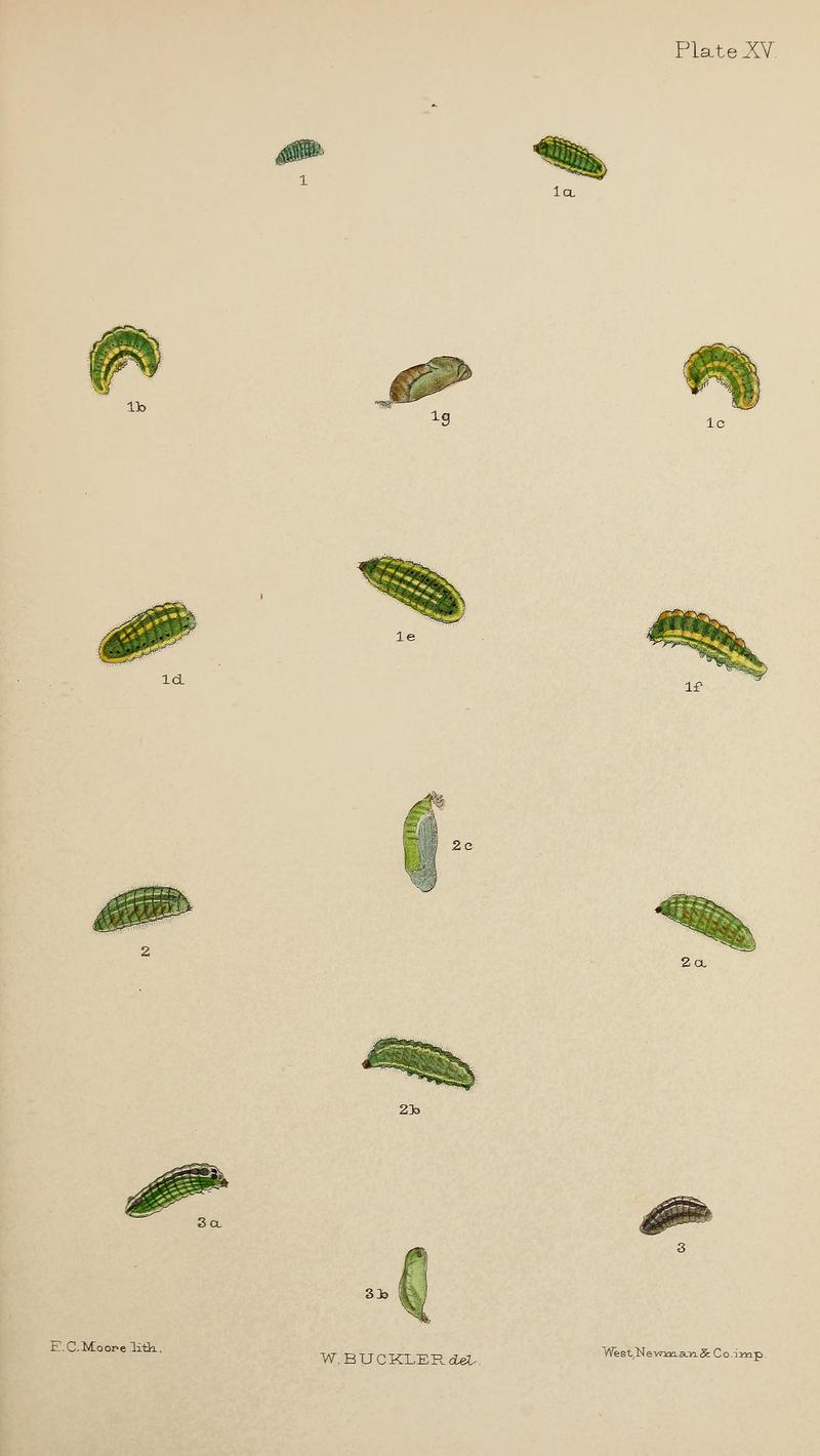 The larvæ of the British butterflies and moths BHL41107833