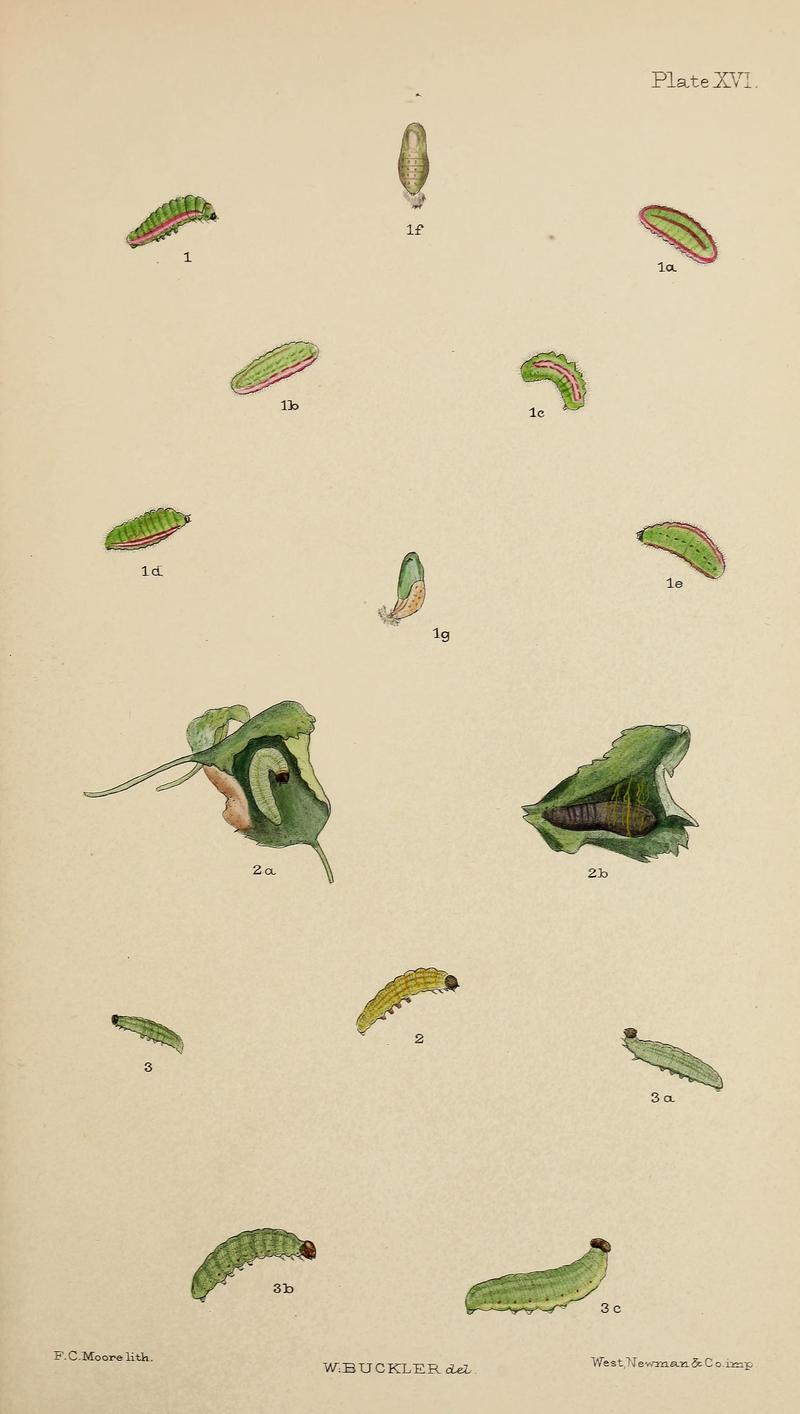 The larvæ of the British butterflies and moths BHL41107837