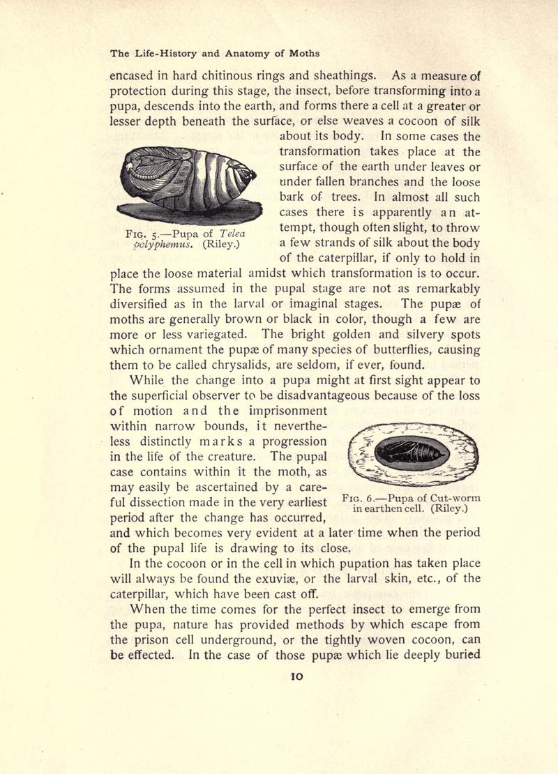 The moth book (Page 10, Figs. 5-6) BHL21852888