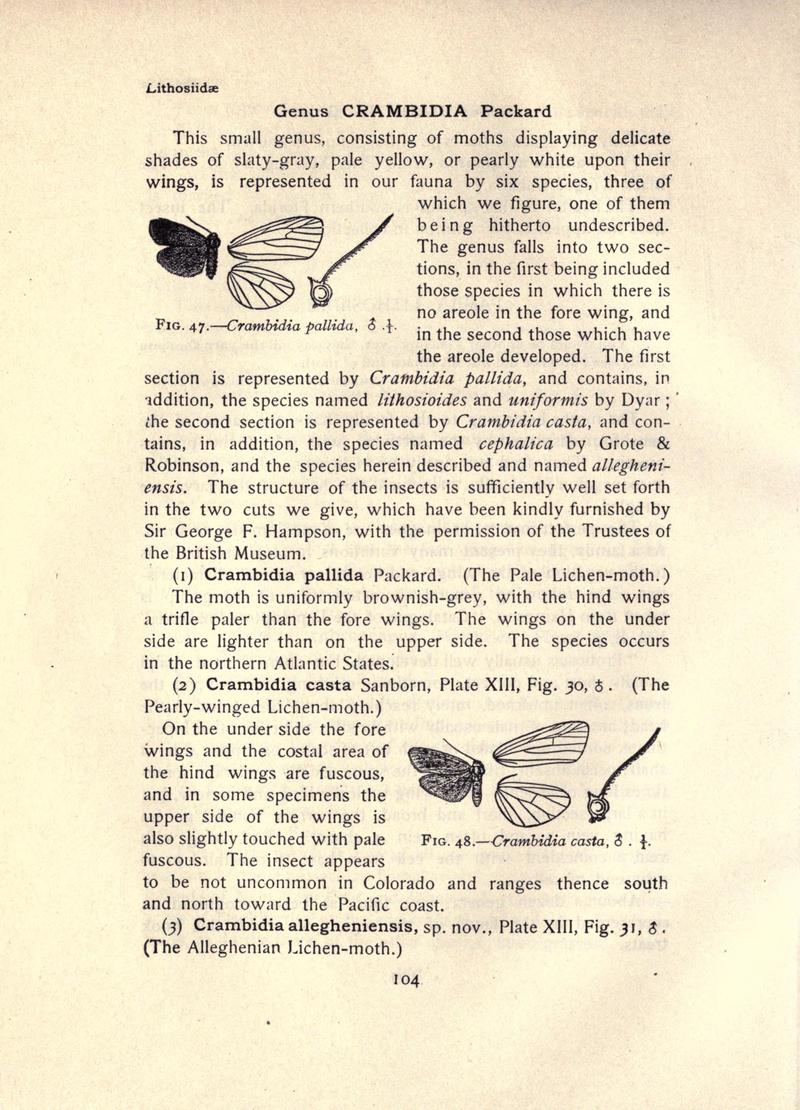The moth book (Page 104, Figs. 47-48) BHL21853045