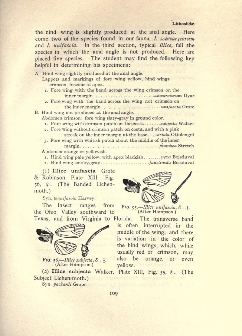 The moth book (Page 109, Figs. 55-56) BHL21853054